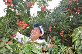 103 thương nhân Trung Quốc sẽ đến Bắc Giang thu mua vải thiều