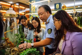 Ngăn chặn sâm Ngọc Linh giả xuất xứ trên thị trường