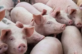 Giá lợn hơi khó vượt mức 70.000 đồng/kg