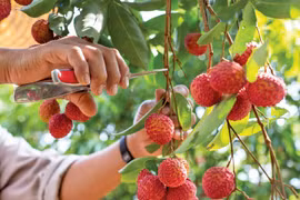 Sáu sàn thương mại điện tử vào cuộc tiêu thụ vải thiều