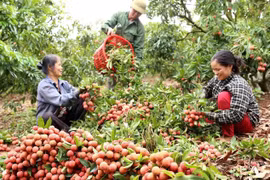 Đặc sản vải thiều sắp “lên đường” đi Mỹ, Nhật Bản 