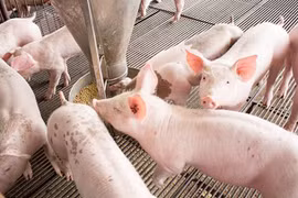 Giá lợn hơi tiếp tục giảm, cao nhất còn 70.000 đồng/kg