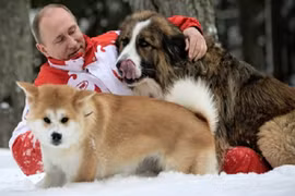 Nhật muốn tặng chó quý cho Tổng thống Putin, Nga từ chối 
