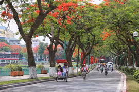 Mùa phượng cháy