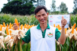 Ngô biến đổi gen chính thức ra ruộng
