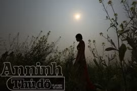 Ánh vàng "vòng nguyệt quế" bằng... hoa cải