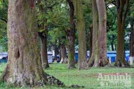 Chiêm ngưỡng “rừng vàng” nơi đất thiêng Thủ đô