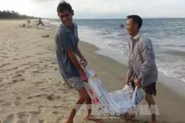 Ngư dân Quảng Bình: Khai thác hàng chục tấn ruốc biển mỗi ngày 