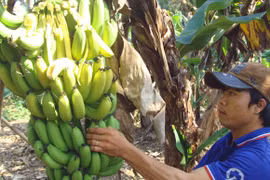 Nông dân khốn khổ vì tin đồn ăn chuối bị ung thư