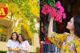 [ẢNH] Rạo rực hoa tháng 3: TP.HCM kèn hồng rực rỡ - Hội An hoa giấy rợp trời - Hà Nội muồng hoàng yến ‘thế chỗ’ hoa ban