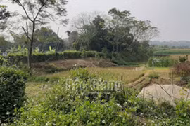 [Tin nhanh sáng 12-12-2020] Đôi nam nữ tử vong giữa cánh đồng