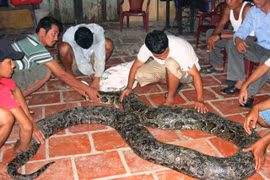 Kiểm lâm Sóc Trăng tịch thu con trăn “khủng” gần 80kg