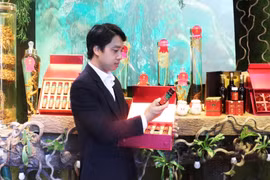 Khẳng định vị thế loại sâm “Quốc bảo của Việt Nam”