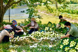 Tình quân dân trên những đầm sen trắng