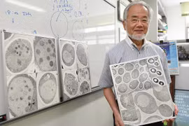 Trao giải Nobel Y học cho "cơ chế tự phân hủy và tái sinh của tế bào"