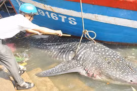 Ngư dân Nghệ An bắt được cá mập voi nặng tới gần 800kg