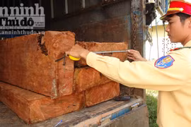 Bắt 2 vụ khai thác, vận chuyển gỗ lậu