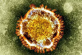 Pháp xác định bệnh nhân thứ 2 nhiễm virus chết người