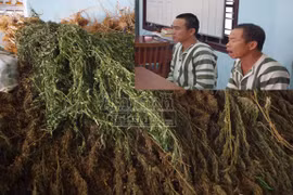 Trồng, mua bán cần sa, bố vợ và con rể rơi vào vòng lao lý
