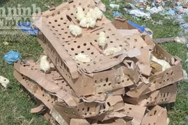 Mang 600 con gà giống vào...nhà nghỉ