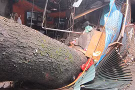 Mưa lốc lớn, cây đổ đè chết người
