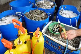 Bắt quả tang một cơ sở bơm tạp chất vào tôm sú