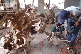 Người dân đổ xô đào núi “săn” gốc xá xị