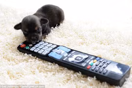 Ngắm nghía chú chó nhỏ nhất nước Anh
