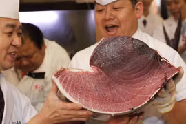  Cá ngừ trị giá hơn 16 tỷ đồng 