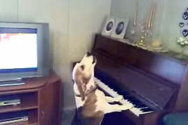 Thích thú với chú chó vừa đánh piano vừa hát