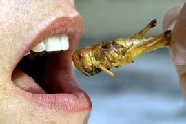 Côn trùng giàu sắt hơn cả thịt bò