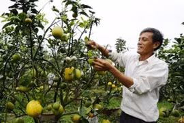 Kỳ lạ cây cửu quả