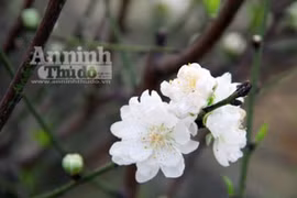 Người Hà Nội “săn” đào nở sớm