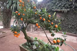 Độc đáo quất bonsai đón Tết