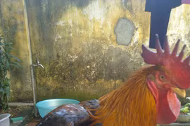 Người đi tìm “gà tiến vua” đất Tổ