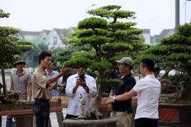 Nghỉ lễ, đi ngắm cây bạc tỷ ở Vinhomes Riverside
