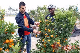Ngoại binh ăn Tết Việt