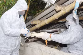 Cúm gia cầm ngày càng nguy hiểm