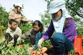 “Gỡ khó” cho dân trồng vải