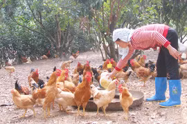 Gà đồi Yên Thế rục rịch về Thủ đô