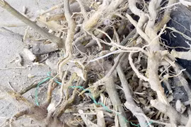 Cây cam lồ chữa đủ các loại bệnh khiến người dân bỏ nhà cửa vào rừng săn tìm