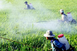 Thuốc trừ sâu vẫn ngoài vòng kiểm soát 