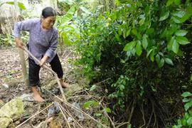 Hàng trăm hộ dân bên sông Bùi thấp thỏm 