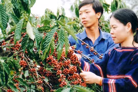 Đừng để nông sản Việt mất lợi thế 