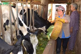 Xót xa rau, quả đổ cho gia súc