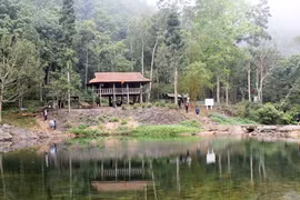 Ngủ giữa rừng nguyên sinh
