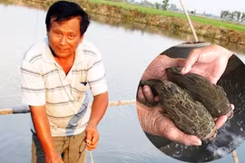 Gã tú ông làng và giấc mơ lương thiện