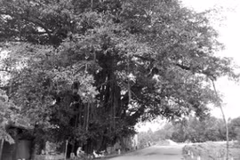 Huyền tích quanh gốc đa làng Tiền