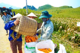 Không hiểu nhưng vẫn thích trồng ngô biến đổi gene