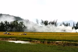 Cay mắt